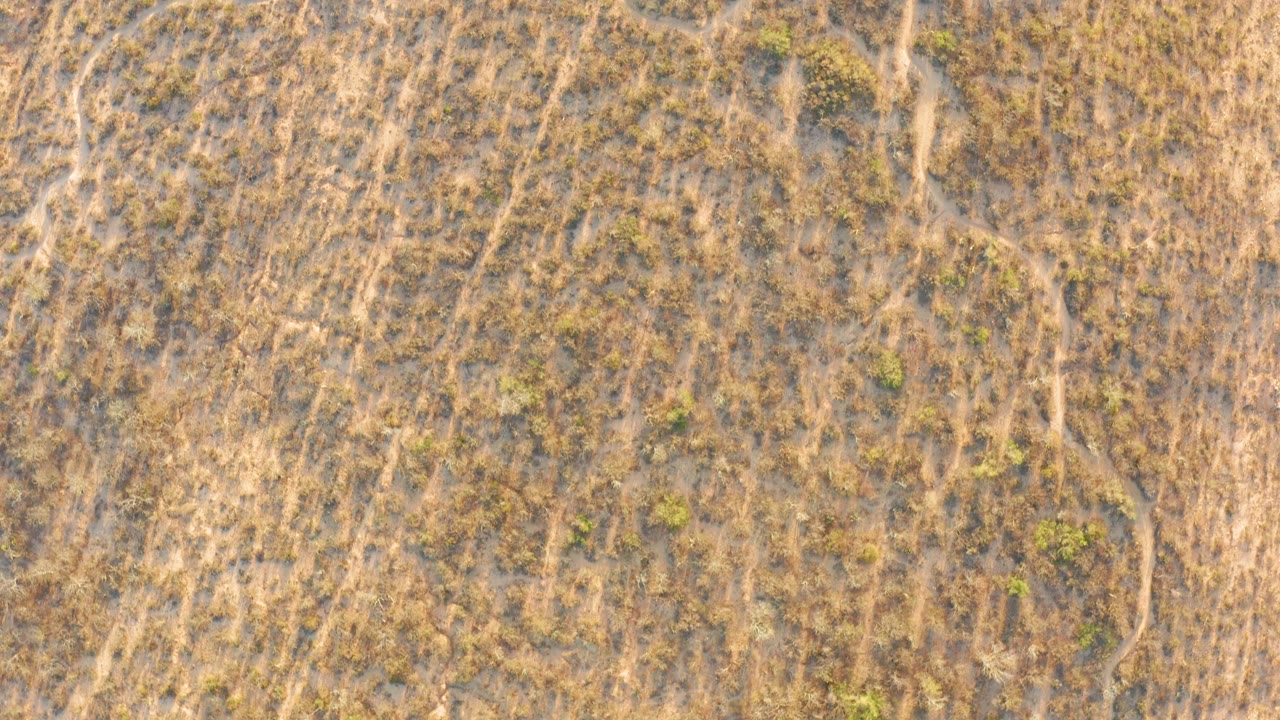Straight-down aerial frame over Cabo Pulmo wetland terrain, where thin pale channel lines cut through brown grass and scrub with no visible people.