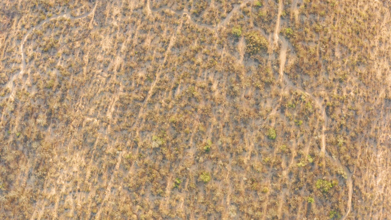 Cabo Pulmo overhead wetland frame showing branching light-toned channels, mottled brown ground, and scattered green shrubs, with no visible people or structures.
