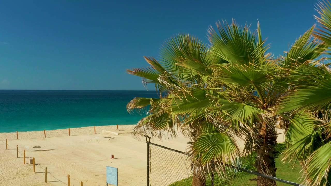 Hilton Los Cabos shoreline view with a large palm tree dominating the right side, beach posts across the sand, a straight ocean horizon, and no visible people.