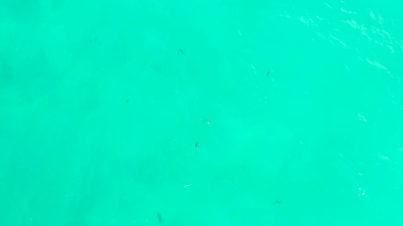 Small fish appear as dark specks in clear Hilton Los Cabos water while faint white reflections cross the turquoise surface, with no visible people.
