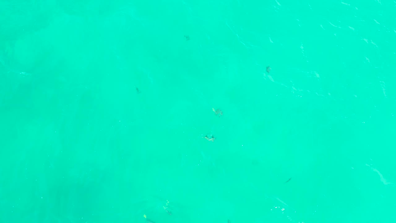 A broad field of turquoise sea water at Hilton Los Cabos contains several small fish and soft ripple lines near the upper portion, with no visible people.