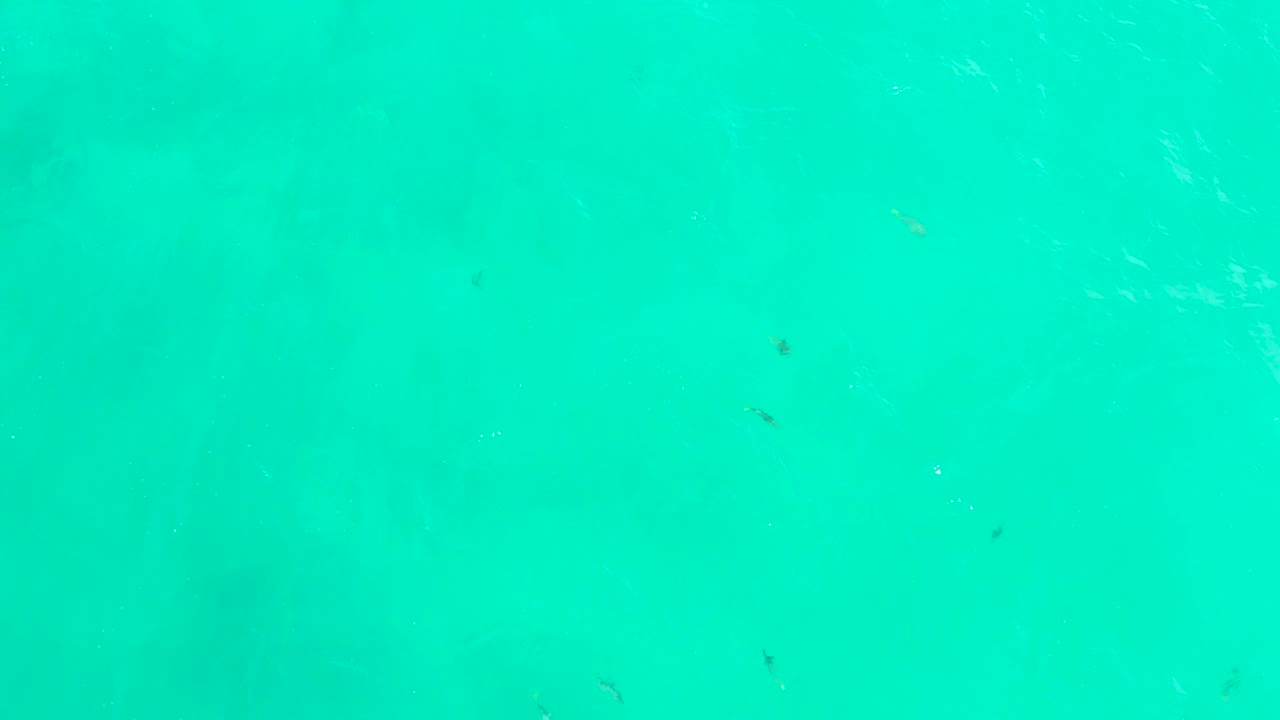 Clear aqua water at Hilton Los Cabos shows scattered small fish beneath bright surface shimmer near the top edge, with no visible people.