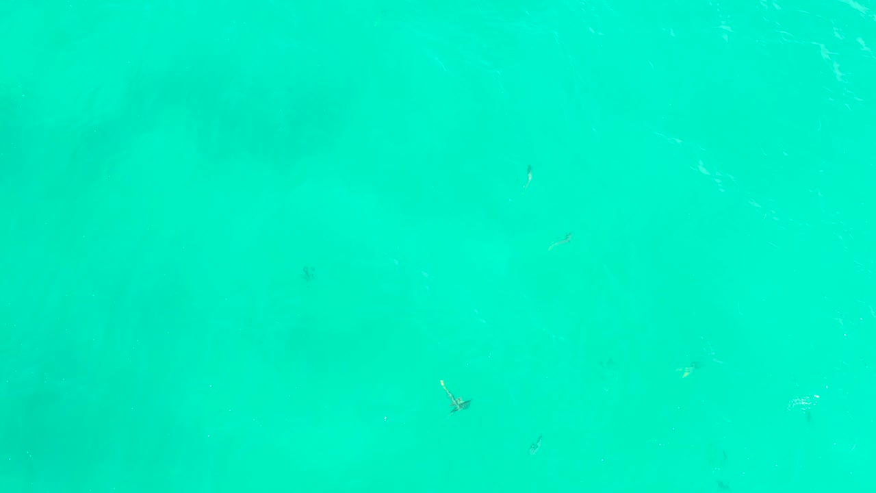 Clear turquoise water at Hilton Los Cabos, Mexico, shows small dark fish dispersed across the frame with soft ripple lines and no visible people.