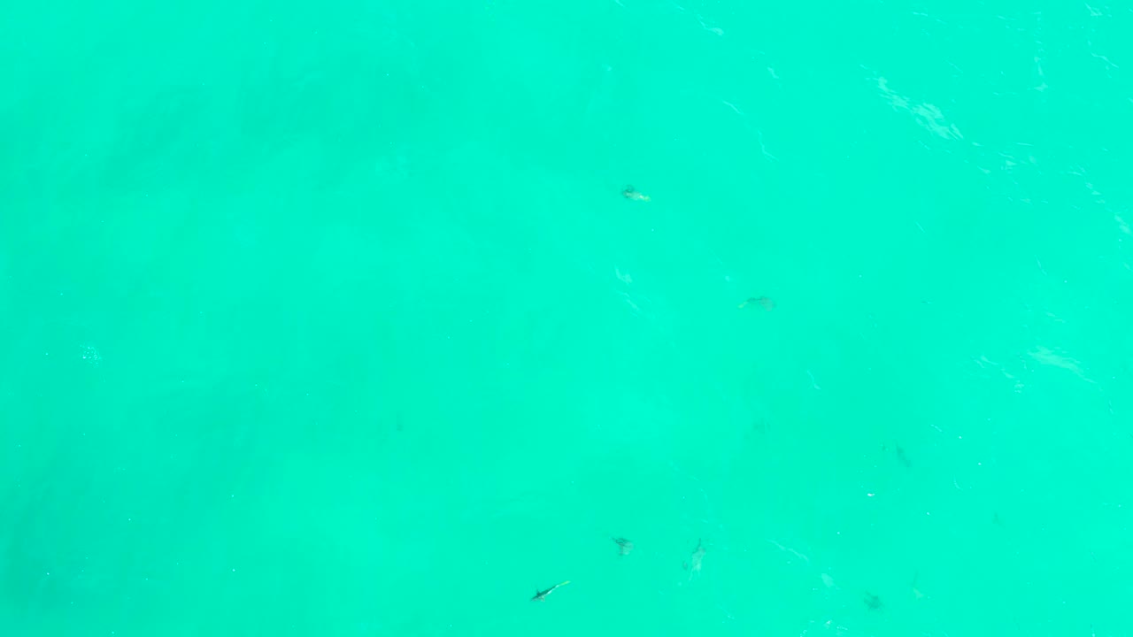 Clear aqua water at Hilton Los Cabos, Mexico, fills the frame with scattered small fish, gentle ripple traces, and no visible people or shoreline.