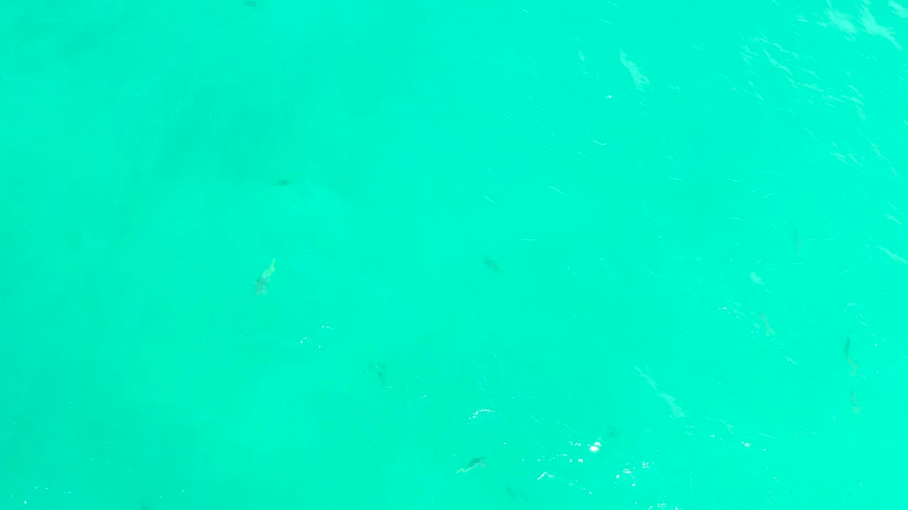 At Hilton Los Cabos in Mexico, small dark fish are spaced across bright turquoise water with faint white ripple marks and no visible people.