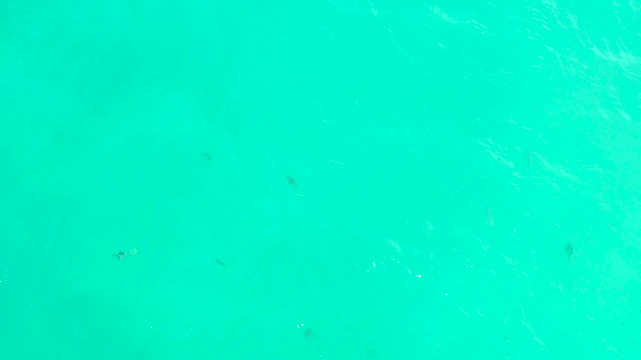 At Hilton Los Cabos in Mexico, scattered small fish sit below clear turquoise surface water with soft white foam traces and no visible people.