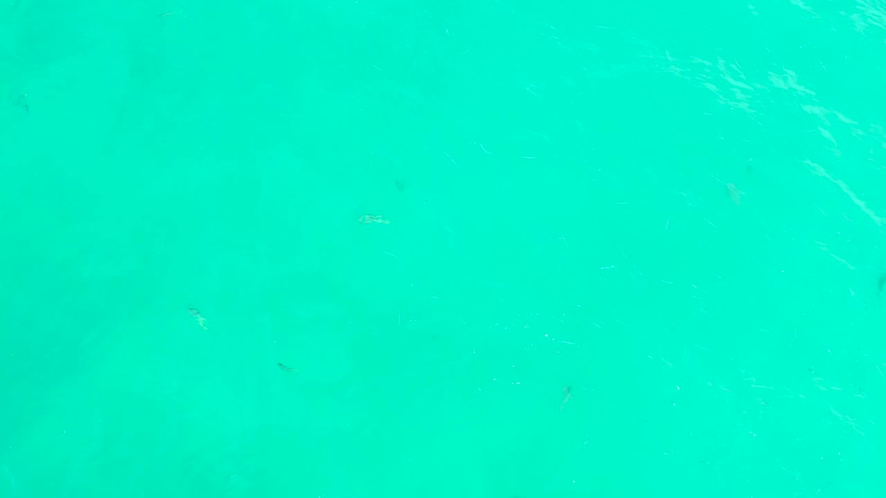 Scattered small fish sit across bright turquoise water at Hilton Los Cabos, Mexico, with subtle ripple lines and no visible people.
