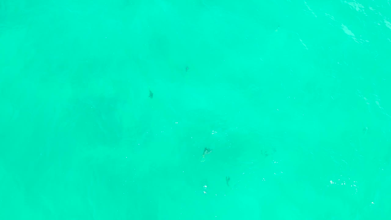 Bright blue-green shallow water at Hilton Los Cabos in Mexico shows small dark fish spaced across the frame with no shoreline and no visible people.