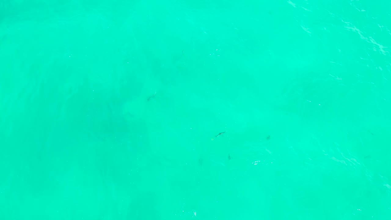 Overhead turquoise water at Hilton Los Cabos in Mexico shows scattered small fish and brighter ripple streaks near the surface, with no visible people.