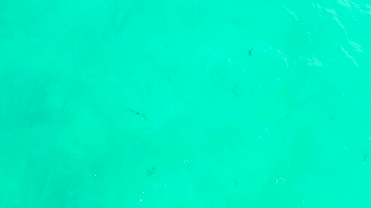 Clear turquoise water near Hilton Los Cabos shows scattered small fish crossing pale seabed shapes, with light surface movement and no visible people.
