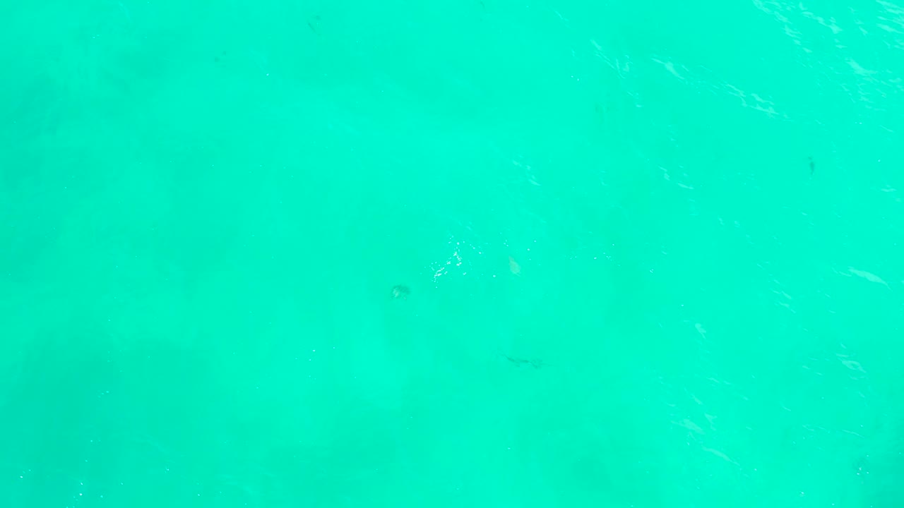 Bright turquoise ocean water at Hilton Los Cabos fills the frame with small dark fish shapes below the surface and no visible people.