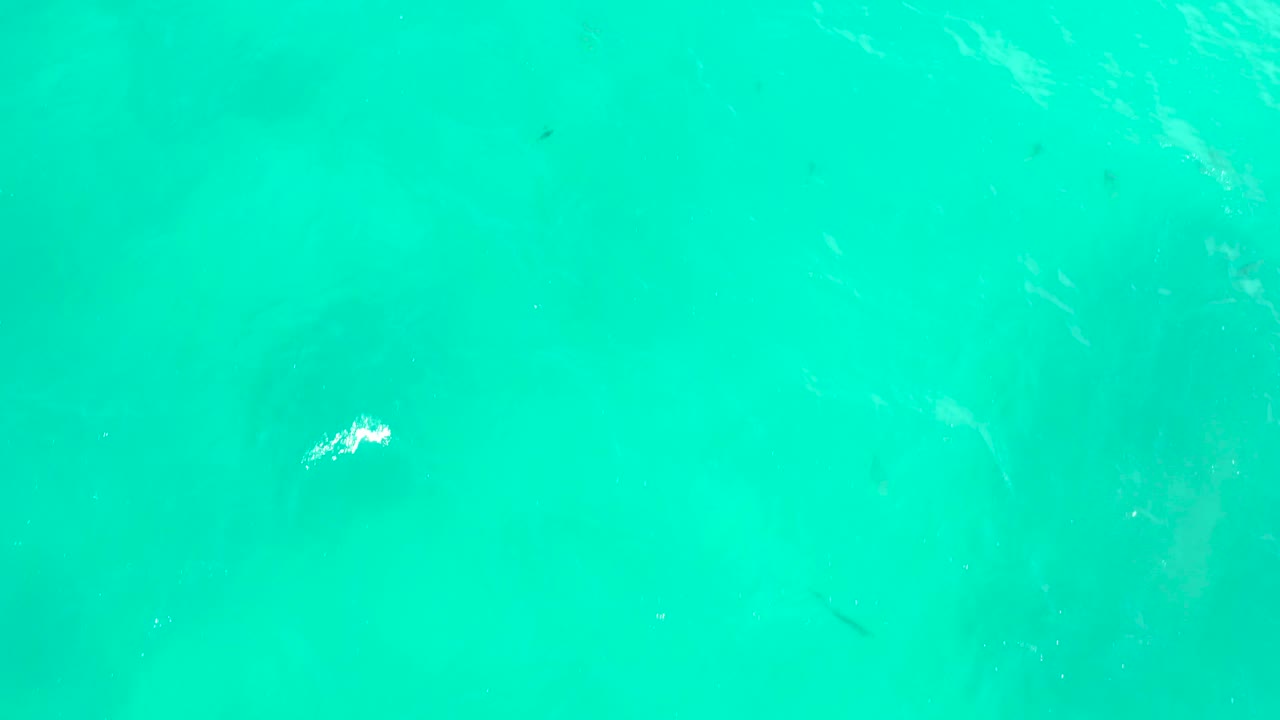 Clear overhead water at Hilton Los Cabos, Mexico, shows small fish-like shapes and faint darker forms beneath the surface, with no visible people.