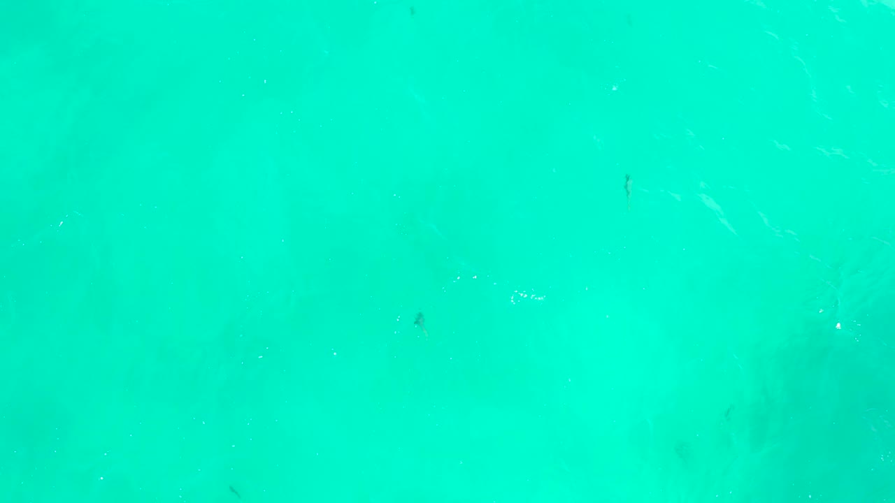 Clear turquoise water at Hilton Los Cabos, Mexico, with several small fish appearing as dark marks under the rippled surface and no visible people.