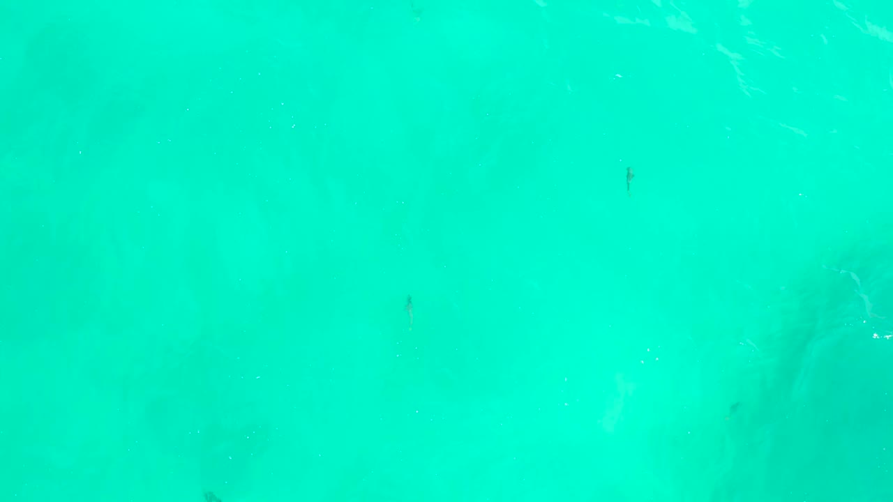 Top-down turquoise ocean water at Hilton Los Cabos, Mexico, showing scattered small fish, light surface texture, faint white foam traces, and no visible people.