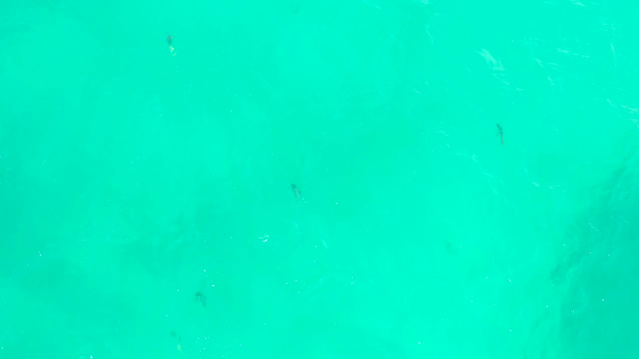 Clear turquoise ocean surface at Hilton Los Cabos, Mexico with a few small dark fish visible against the blue-green water and no visible people.