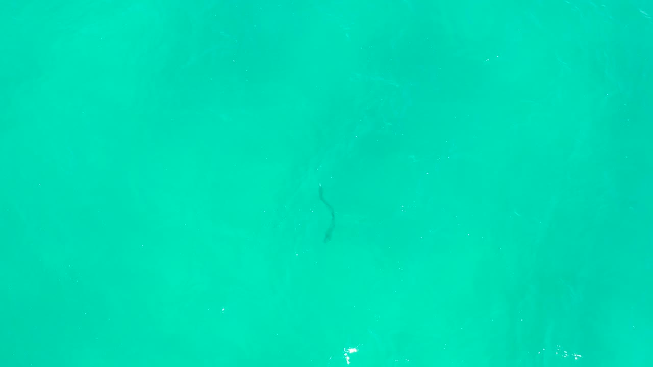 A dark eel is visible near the upper left area under clear turquoise water at Hilton Los Cabos, Mexico, with faint ripples and no visible people.
