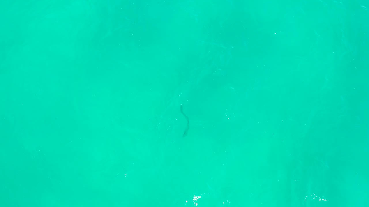 The eel appears farther across the clear turquoise water at Hilton Los Cabos, Mexico, with subtle white surface flecks and no visible people.