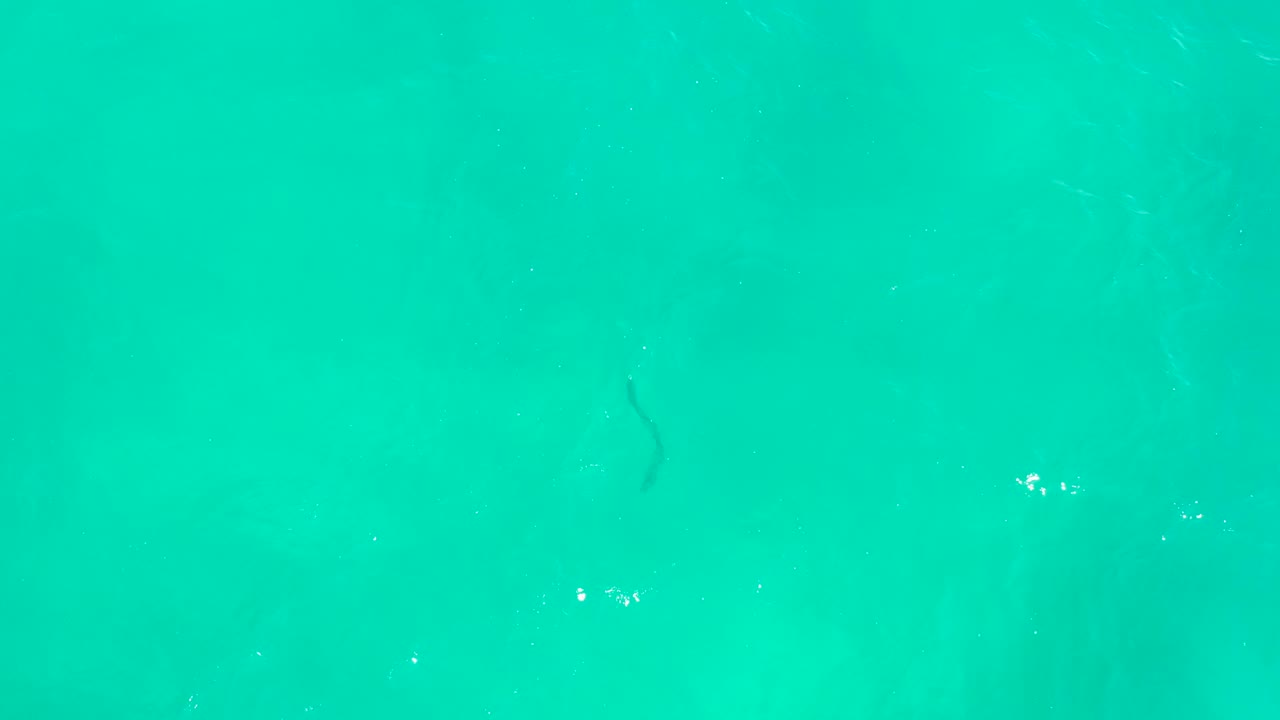 A small dark eel shape sits near the upper part of the turquoise water at Hilton Los Cabos, Mexico, with faint wave texture and no visible people.