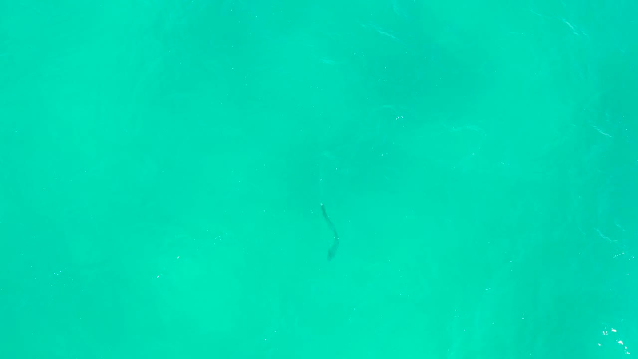 Eel in clear turquoise water with bubbles