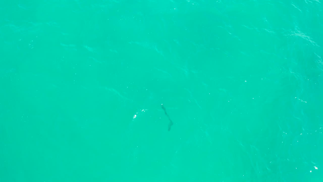 Opening overhead frame at Hilton Los Cabos, Mexico, showing a dark fish under clear turquoise ocean water with scattered surface sparkle and no visible people.