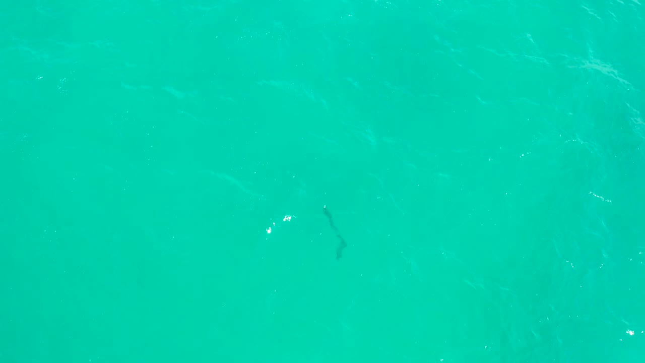 Dark fish shape in clear turquoise water with faint ripples.