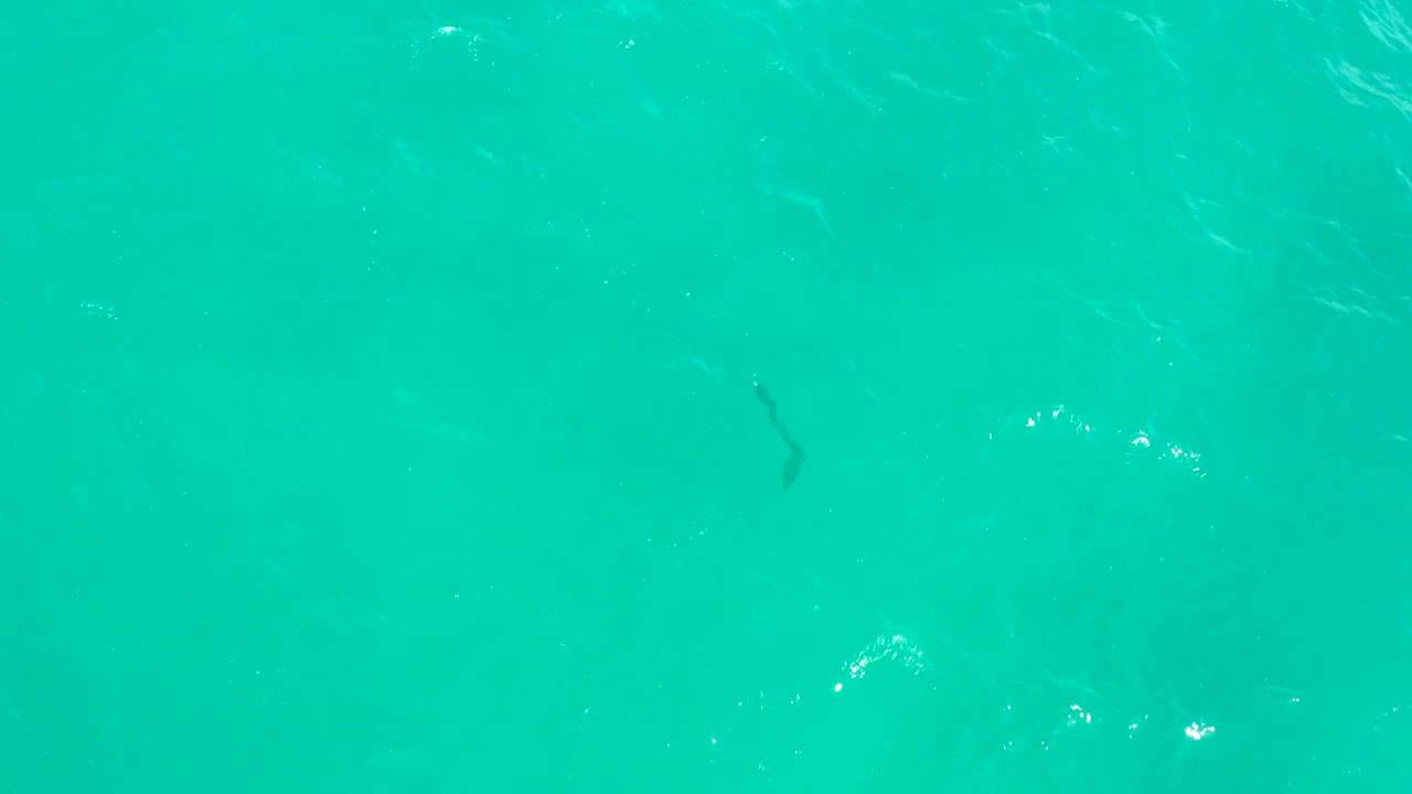 At 0:02, the fish appears as a small dark mark beneath the Hilton Los Cabos turquoise ocean surface, with brighter reflection points to the right and no visible people.
