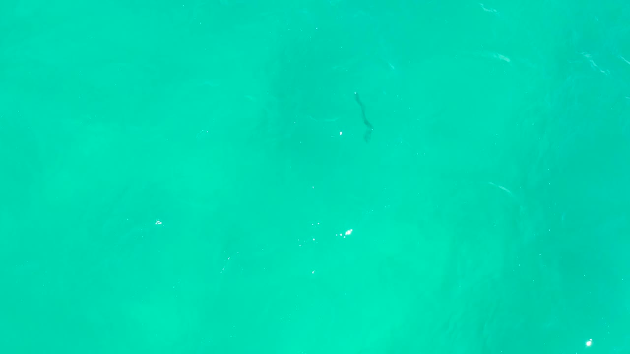 Clear turquoise water at Hilton Los Cabos fills the frame, with the dark eel still near the upper center and small bright specks drifting through the water, no visible people.