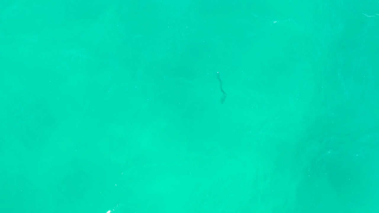 The frame shows open turquoise water at Hilton Los Cabos with a small dark eel form slightly right of center in the upper area and tiny white bubbles or particles, no visible people.