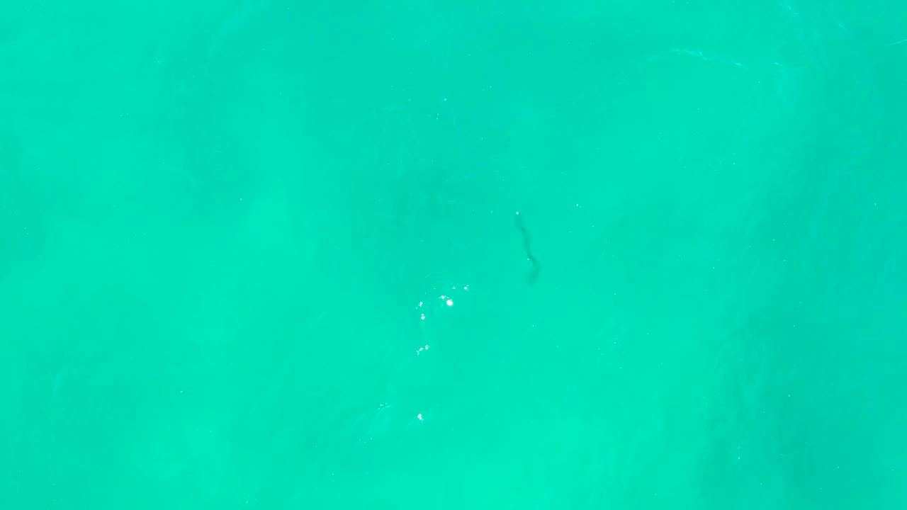 A dark eel shape appears lower and closer to the left side in clear turquoise water at Hilton Los Cabos, with pale underwater patches and no visible people.