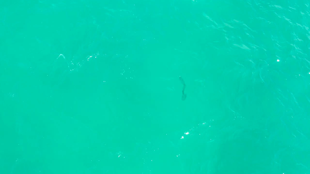 Overhead view of turquoise water at Hilton Los Cabos, Mexico, with a faint fish shape below the rippled surface and no visible people.