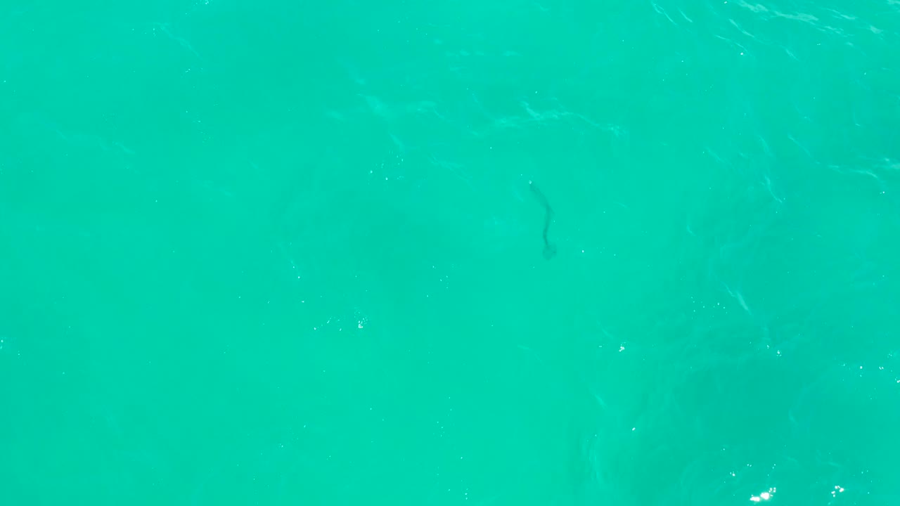 A darker fish shape is visible under the turquoise water at Hilton Los Cabos, Mexico, with gentle surface ripples crossing above it and no visible people.