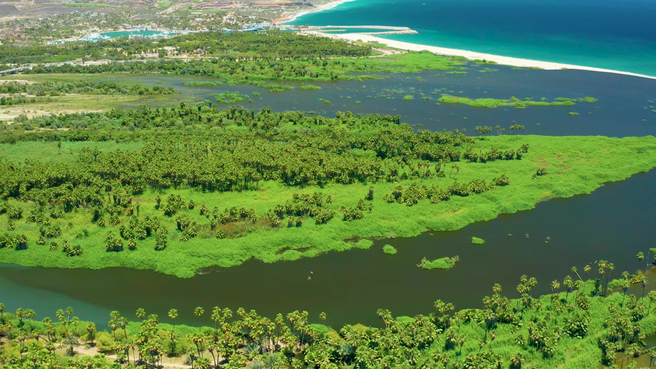 Wide aerial frame in San Jose Del Cabo with foreground palms, a dark winding river, dense green wetland, pale beach, blue ocean, and no visible people.