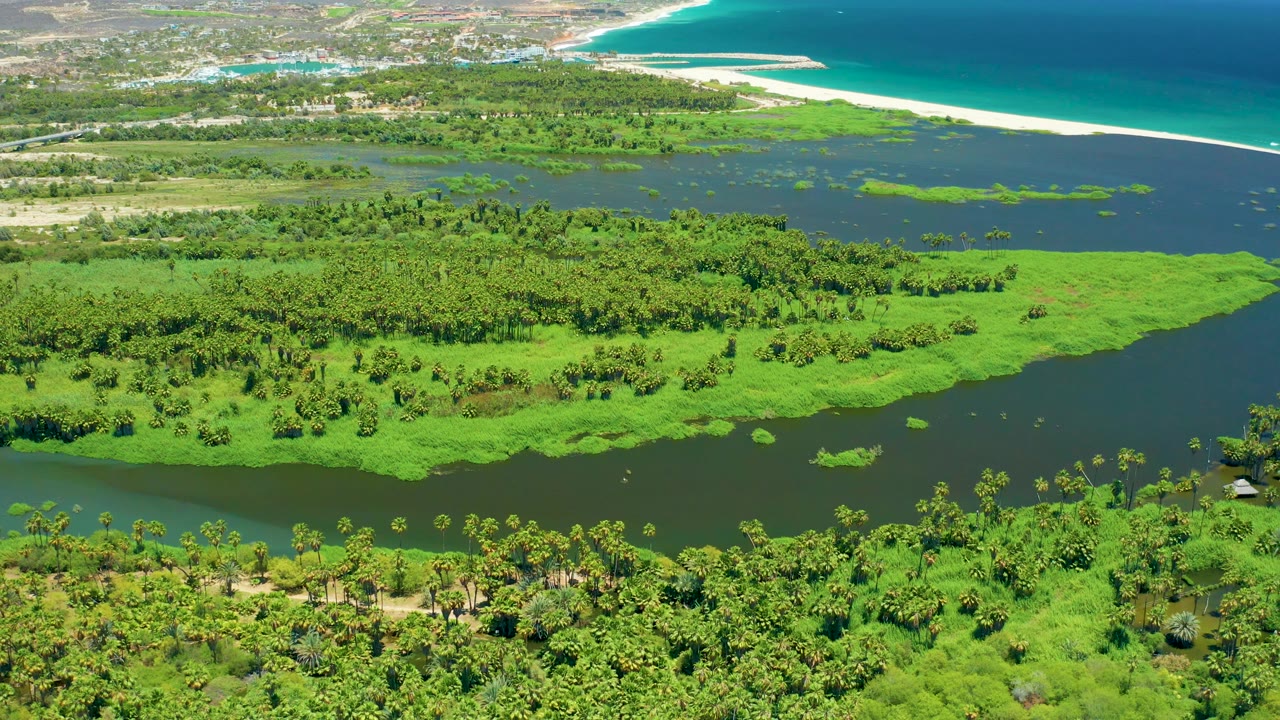 Aerial view over San Jose del Cabo wetlands with dense green tree cover, dark water cutting across the scene, and a bright sand beach beside the ocean, with no visible people.