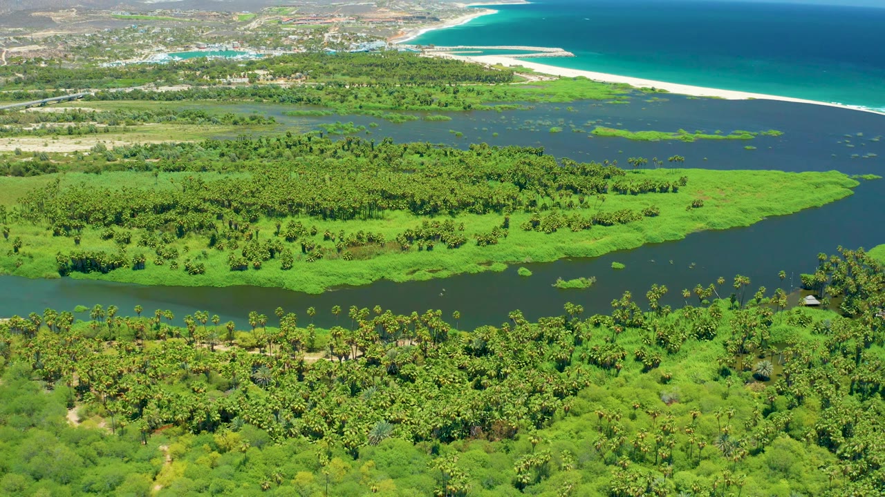 San Jose del Cabo drone view with foreground palms, a dark river band along the lower third, dense green wetland across the center, and beach and ocean filling the upper background, with no visible people.