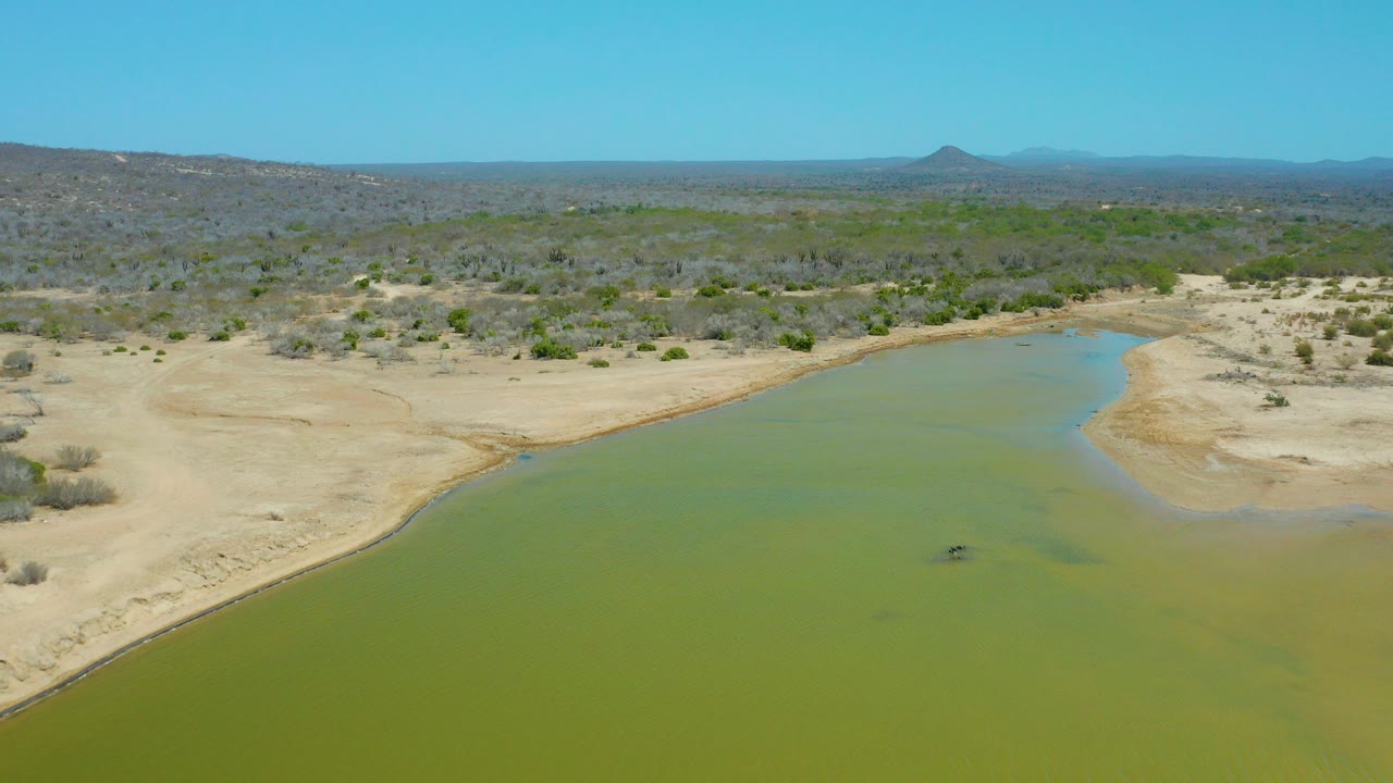 Aerial frame at La Laguna Beach Los Cabos showing green water in the foreground, pale sandy banks, sparse scrub vegetation, distant low hills, clear blue sky, and no visible people.