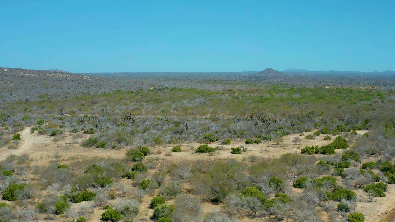 Wide La Laguna Beach Los Cabos desert view with gray-green brush, scattered cactus shapes, sandy clearings, a distant pointed hill, and no visible people.