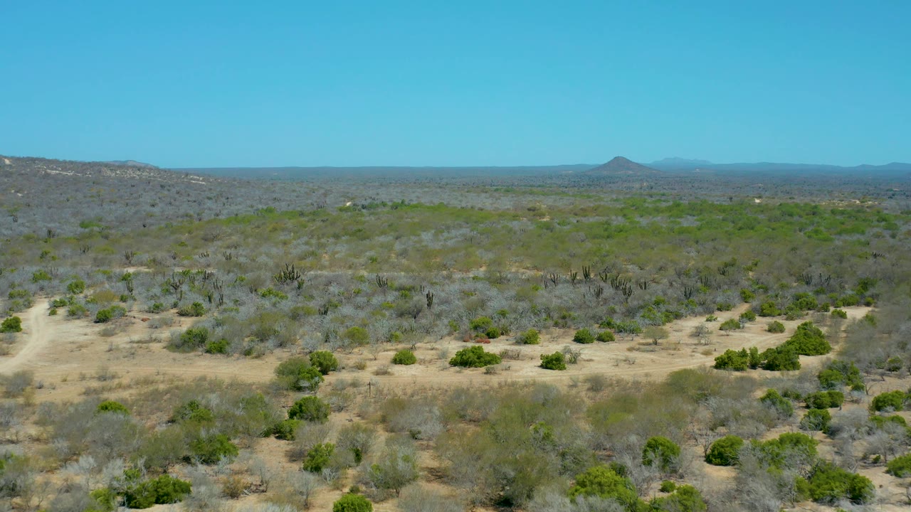 La Laguna Beach Los Cabos desert plain with sandy patches in the foreground, scattered shrubs and cacti through the midground, distant mountains, and no visible people.