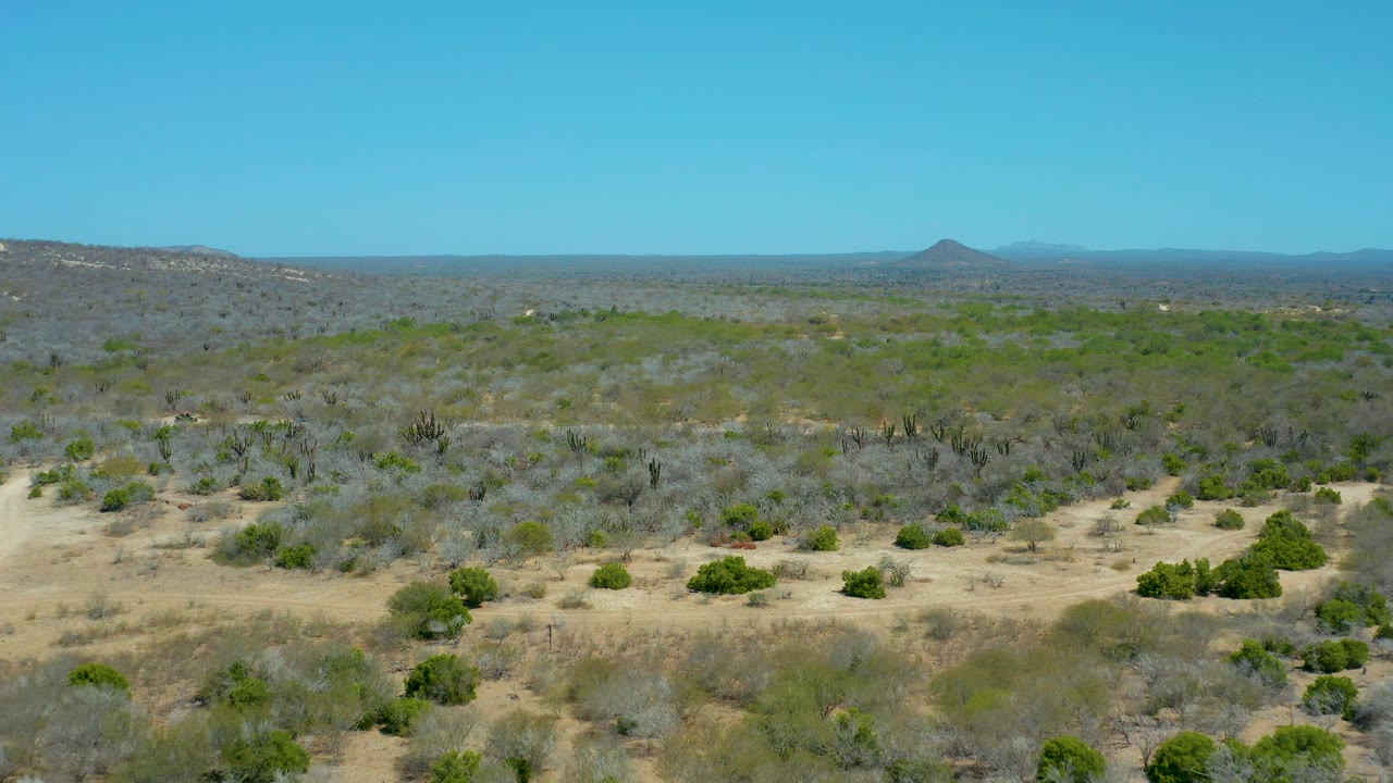 Elevated frame of La Laguna Beach Los Cabos desert vegetation with scrubby foreground, cactus silhouettes in the midground, distant hills, clear sky, and no visible people.