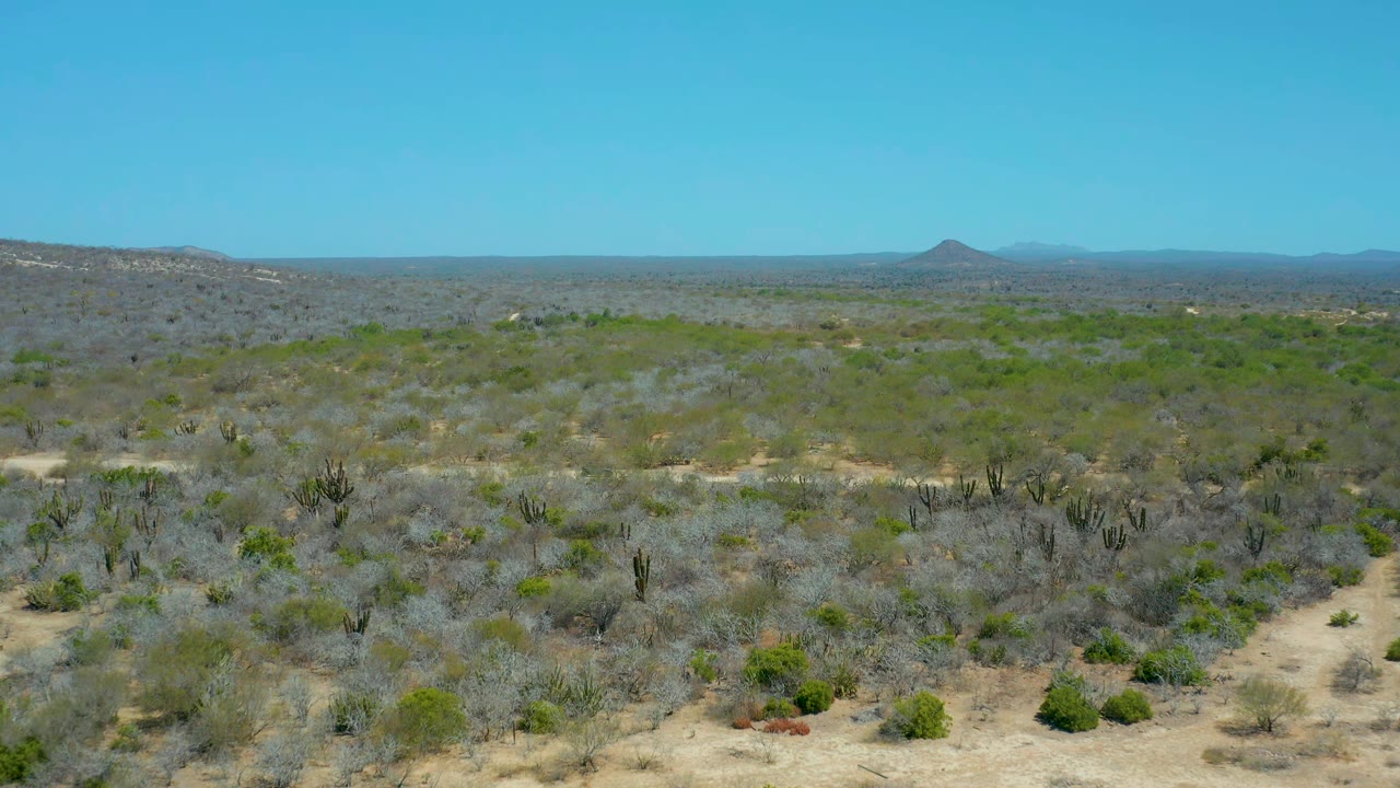 La Laguna Beach Los Cabos desert terrain continues with a dirt track crossing the scrubby foreground, cactus clusters in the midground, distant hills, and no visible people.