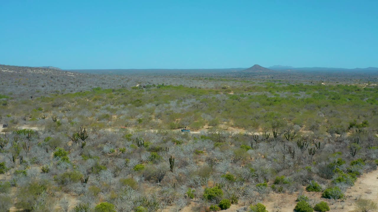 A wide elevated frame shows La Laguna Beach Los Cabos scrubland with pale sandy paths, dark cactus forms, gray-green brush, a flat horizon, and no visible people.