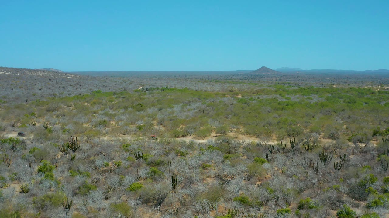 Mid-clip view across La Laguna Beach Los Cabos desert, with sandy road traces in the foreground, scattered cactus columns, low vegetation, distant hills, and no visible people.