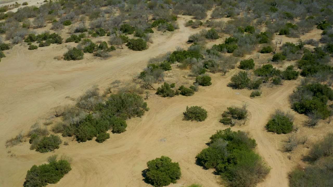 Overhead desert view in La Laguna Beach Los Cabos with pale sand, scattered green and gray shrubs, sparse vegetation bands, and no visible people.