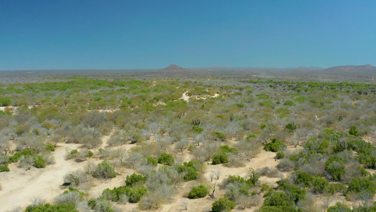 Aerial view over desert shrubs and sandy ground under blue sky.