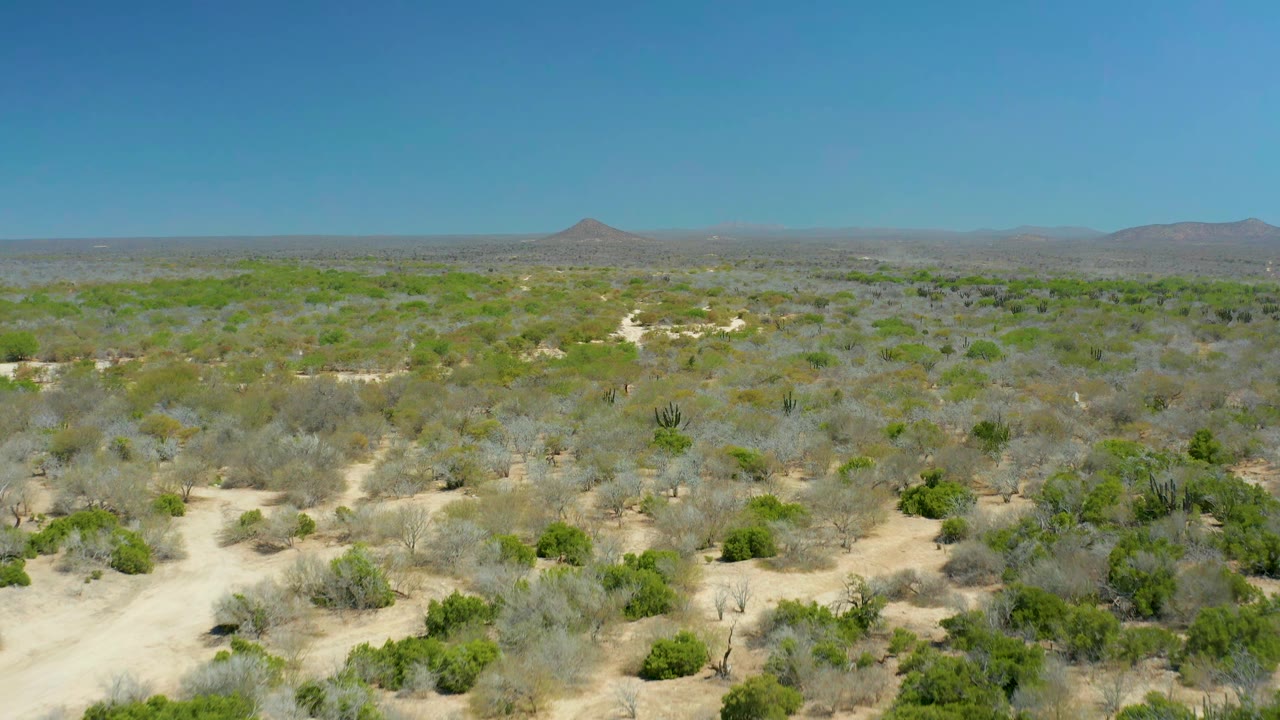 Wide aerial frame over La Laguna Beach Los Cabos with scrub vegetation spread across sandy terrain, low hills in the background, clear daylight, and no visible people.