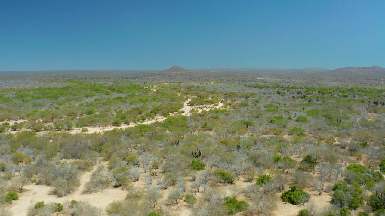 Aerial frame at La Laguna Beach Los Cabos where a winding sandy path cuts through low green and gray shrubs toward distant hills, with no visible people.