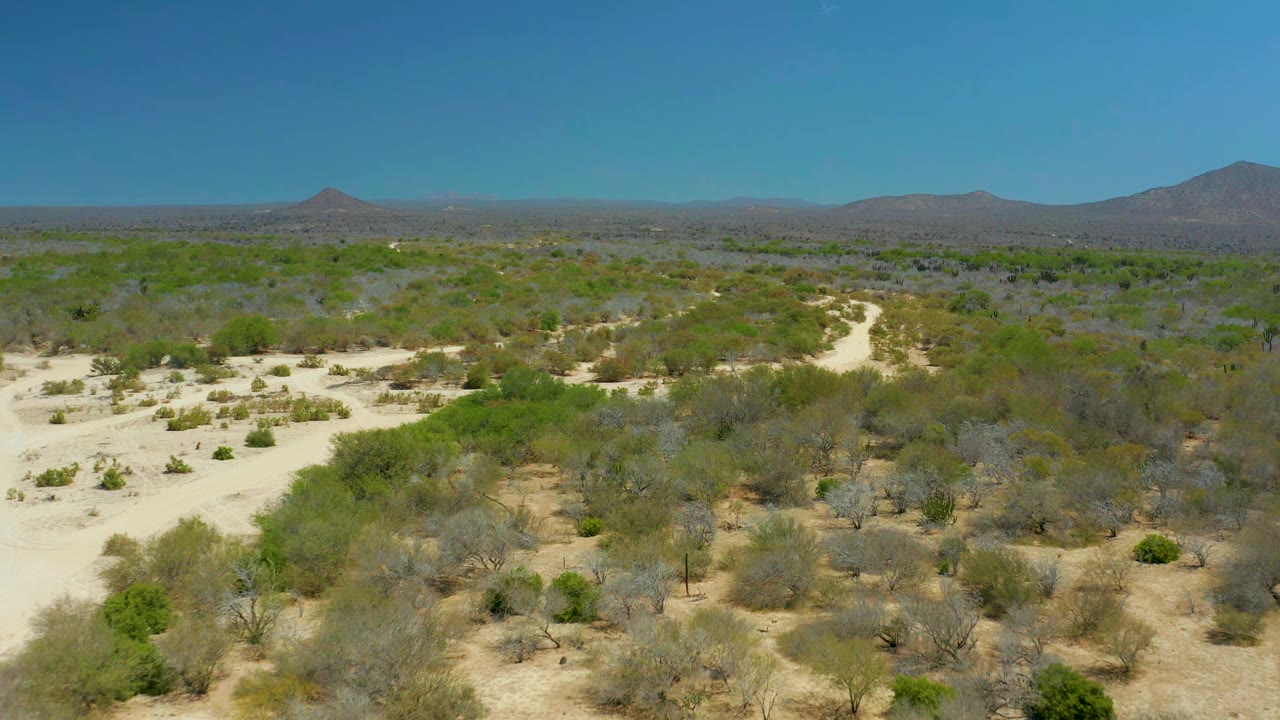 Elevated view in La Laguna Beach Los Cabos showing the dirt path bending through mixed green and gray desert vegetation, with distant hills on the horizon and no visible people.