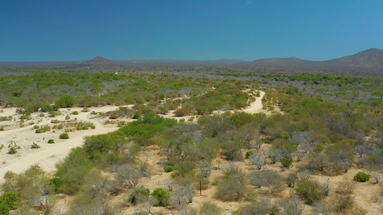 Aerial view of La Laguna Beach Los Cabos sandy desert, where a pale trail runs through scattered shrubs and small trees toward hazy low hills, with no visible people.