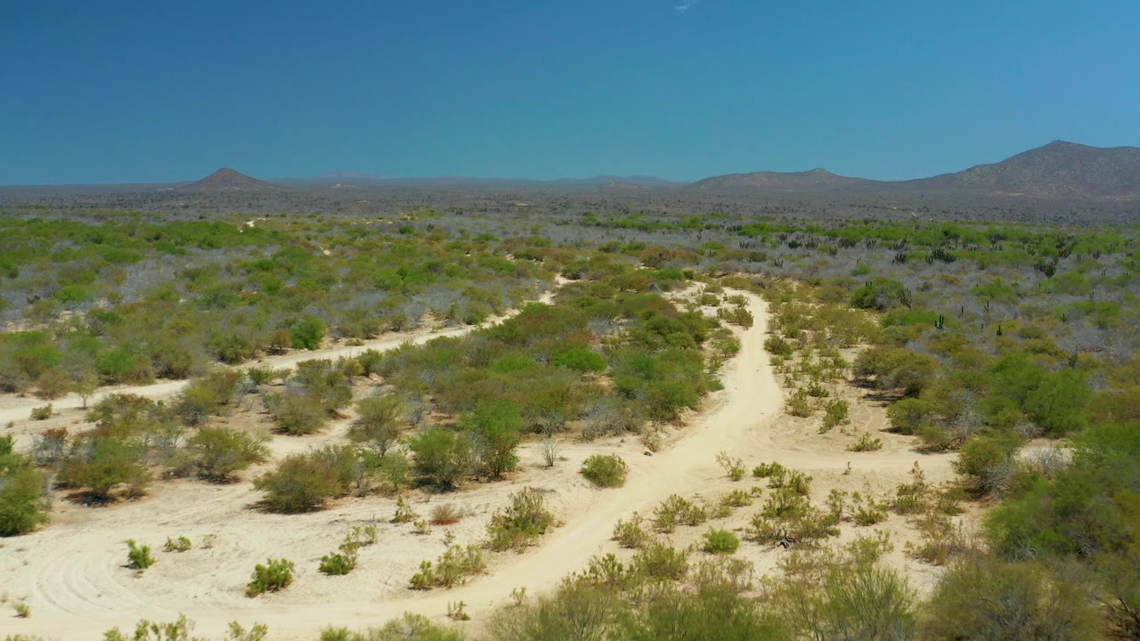 Mid-clip view over La Laguna Beach Los Cabos arid vegetation, where the sandy path bends from the lower frame into a broad scrubland horizon with no visible people.