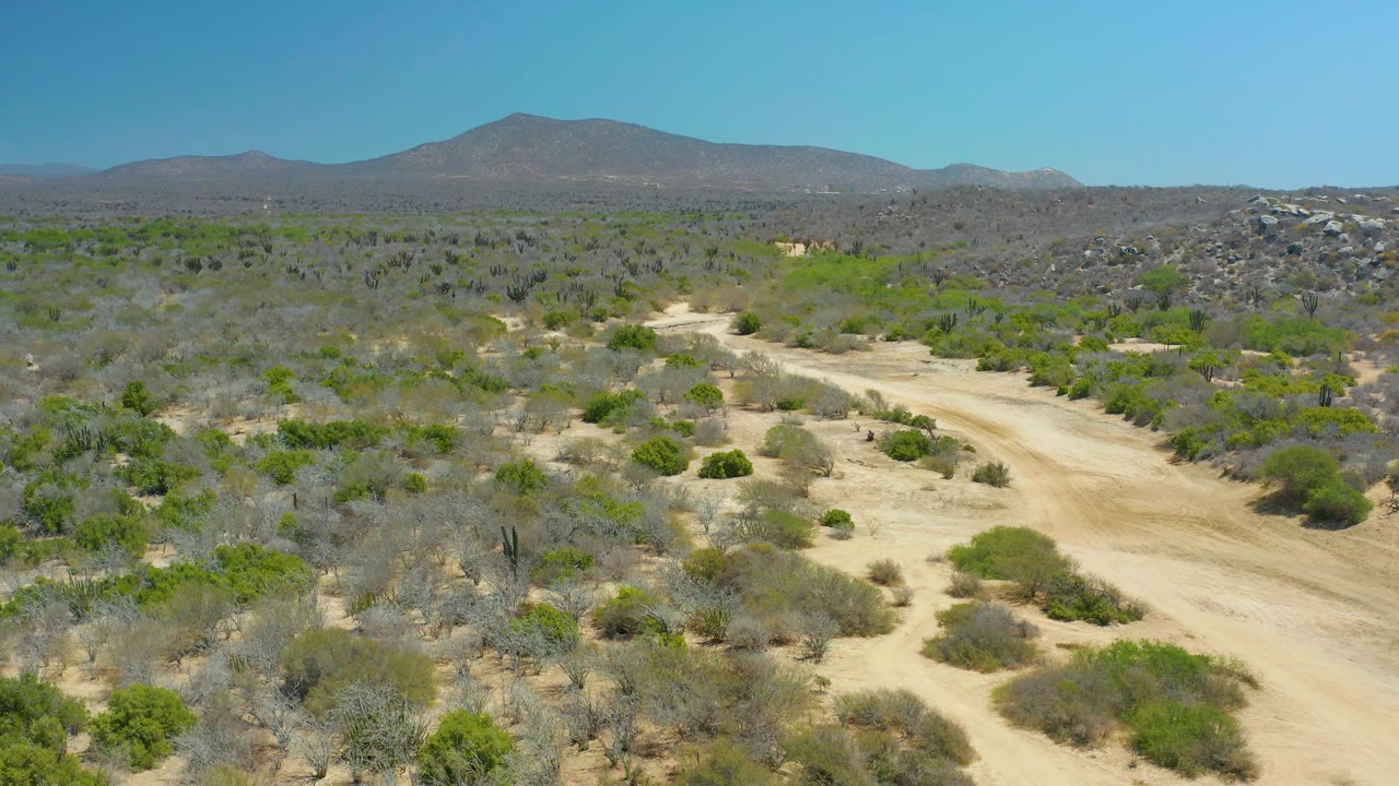 High view over La Laguna Beach Los Cabos desert terrain, where a light dirt road bends through scattered bushes and gray brush below a clear sky, with no visible people.