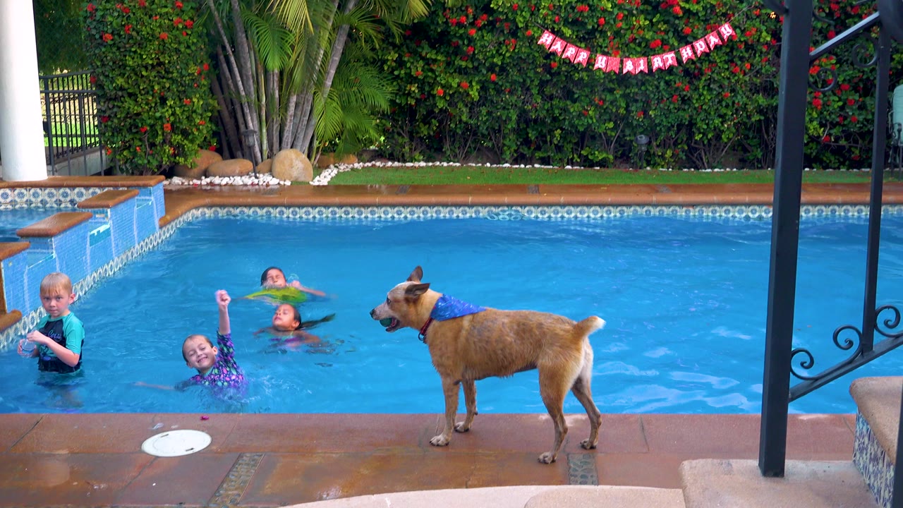 In San Jose del Cabo, children are in a blue backyard pool while a tan dog wearing a blue bandana stands on the wet deck near a red birthday banner.